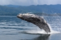 Alaska 2014 Whale watching